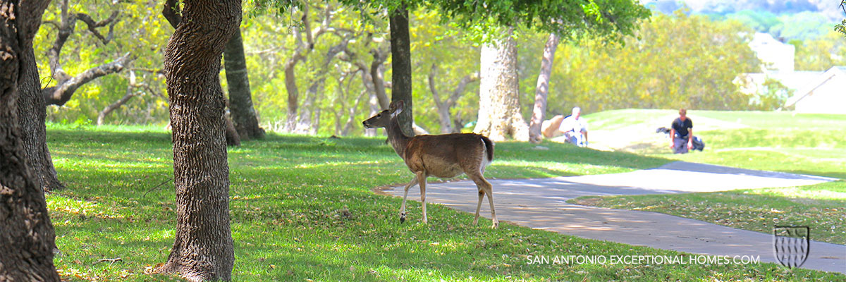 FAIR OAKS RANCH